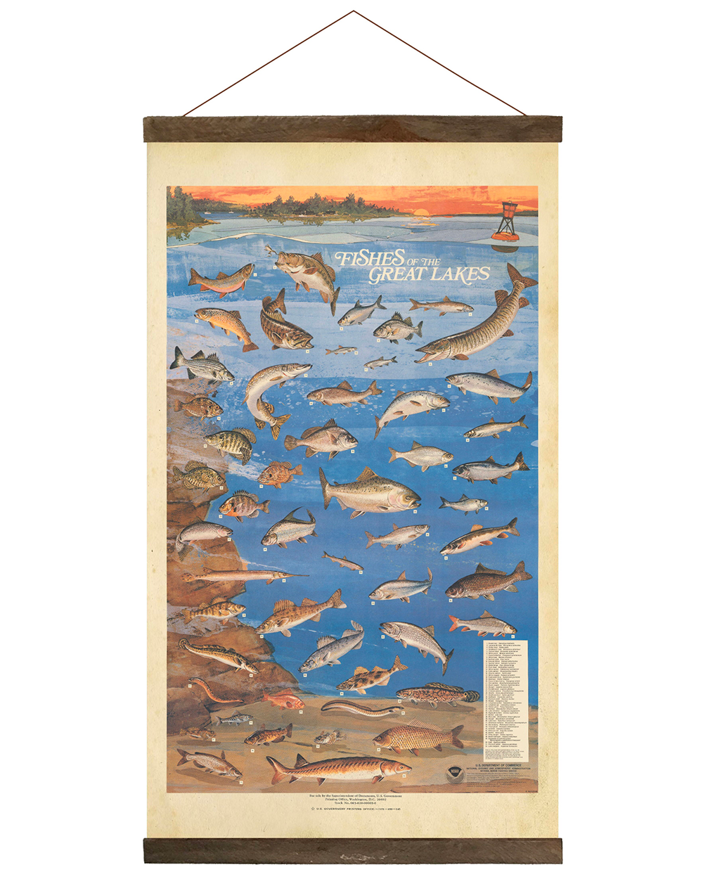 Fishes of the Great Lakes Hanging Print