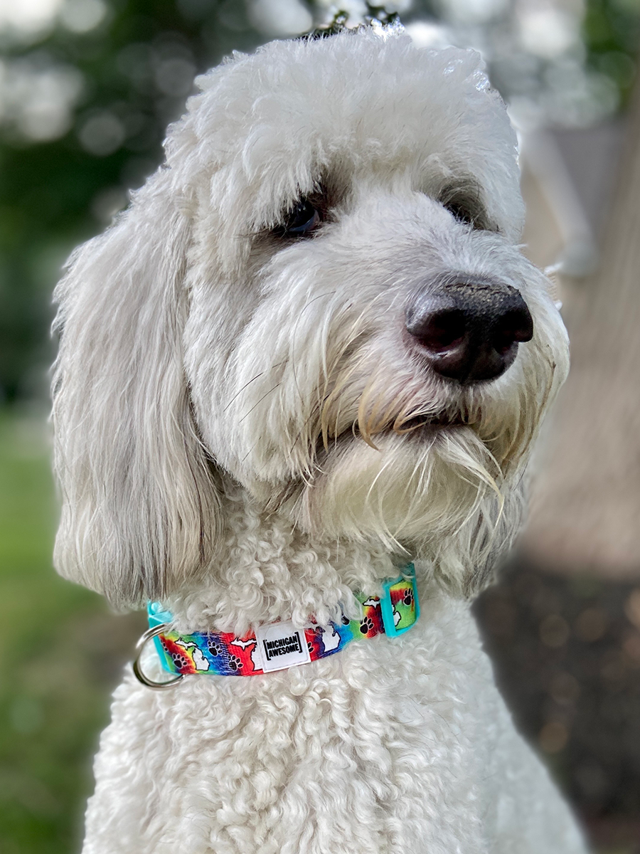 Michigan Awesome Tie Dye Dog Collar (CLOSEOUT)