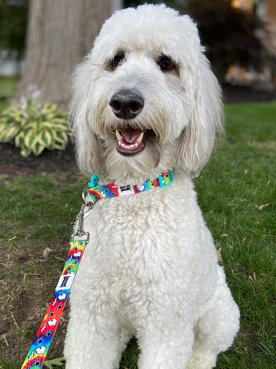 Michigan Awesome Tie Dye Dog Collar (CLOSEOUT)